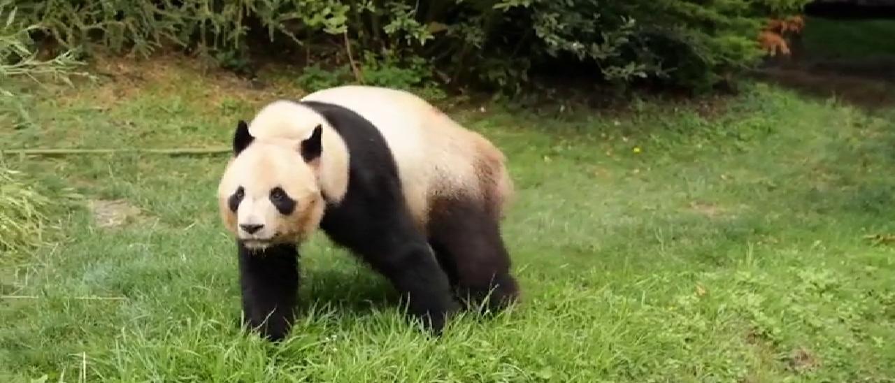 El primer oso panda nacido en Francia viaja a China