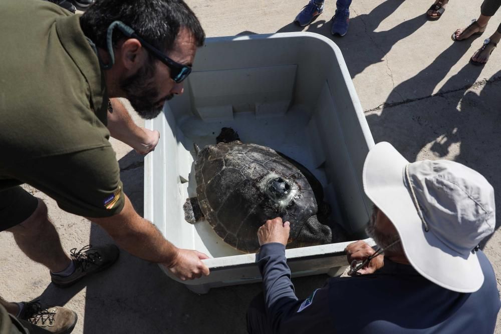 Liberadas tres tortugas en Ibiza