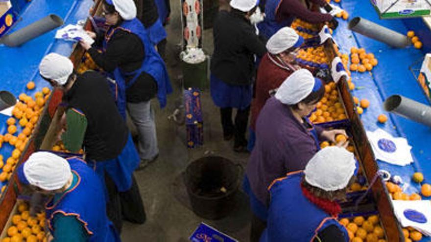 Trabajadoras en un almacén de naranjas en Quartell.