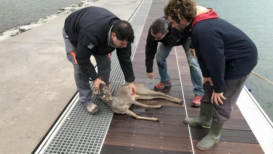 Vídeo: Rescaten un cabirol que havia caigut al mar al Port de la Selva