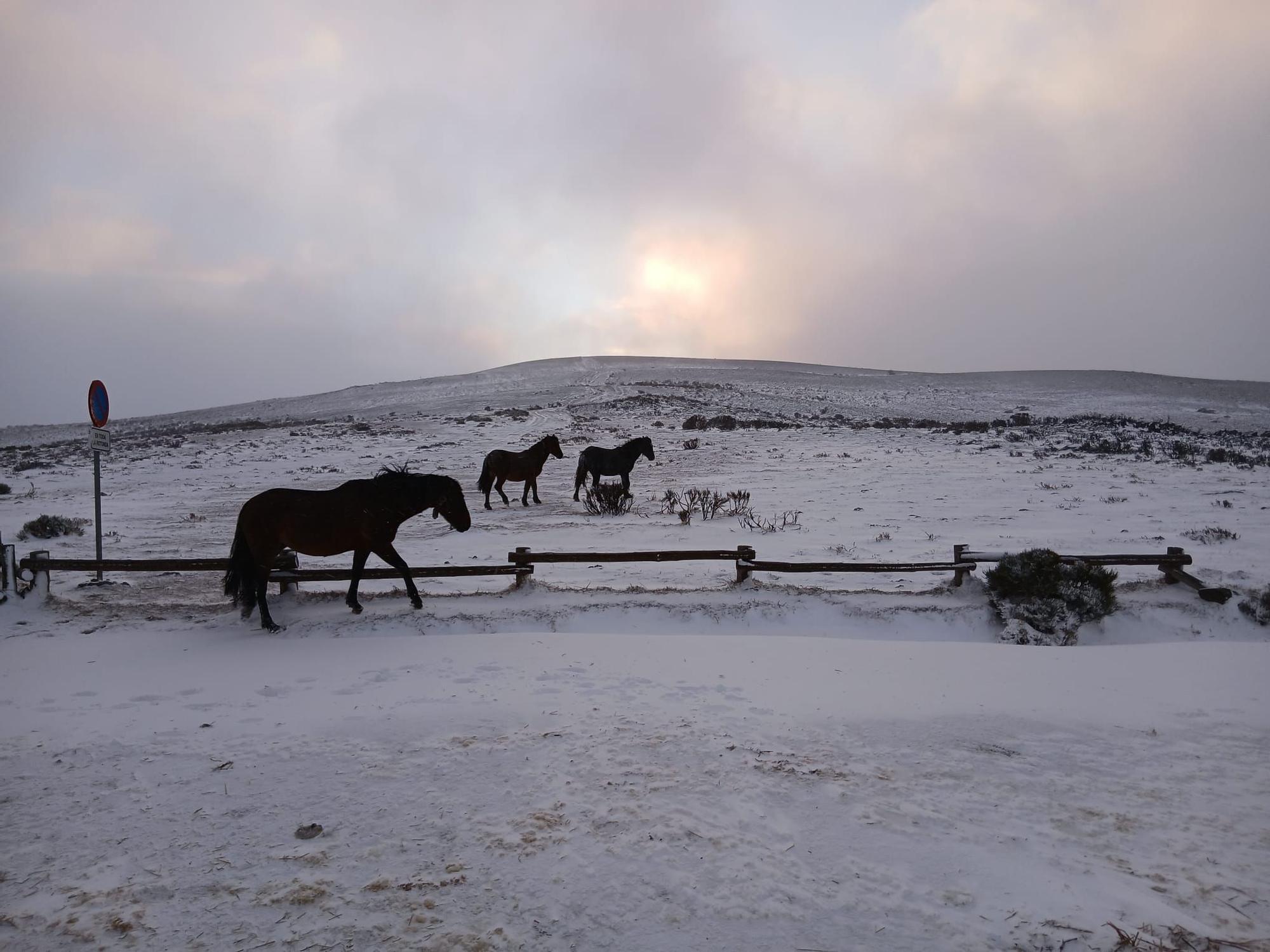 La nieve baja de cota en Sanabria y se acerca a San Martín de Castañeda