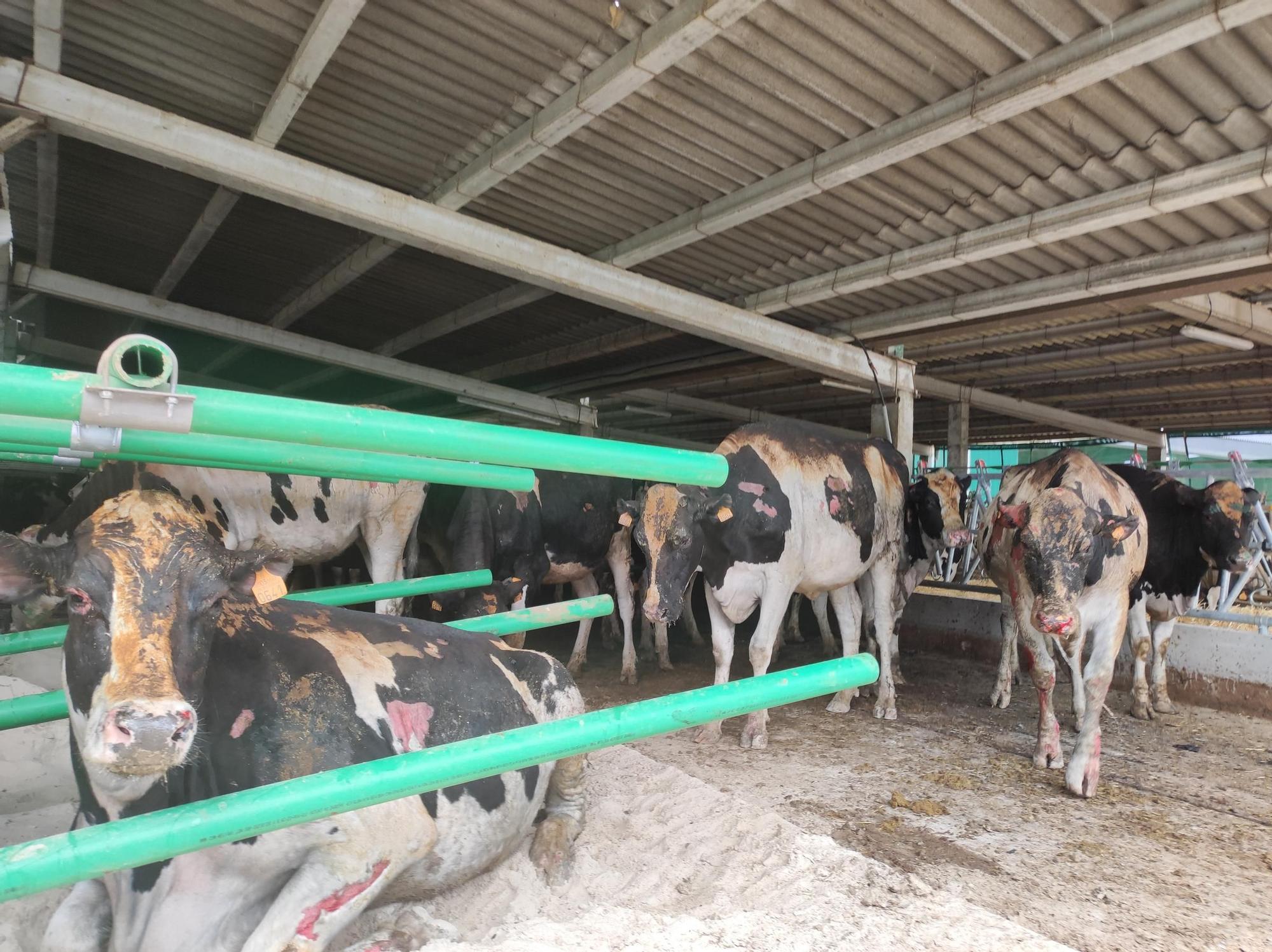 En imágenes: El fuego devora una nave ganadera en Otur (Valdés) y causa daños a un centenar de vacas