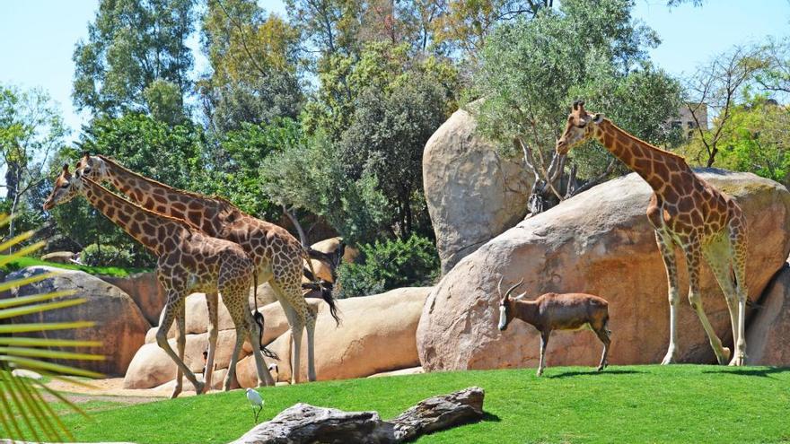 Bioparc Valencia cuenta con una reproducción de una Sabana africana para las jirafas.