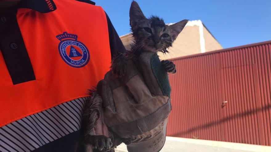 Protección Civil busca casa a un gatito rescatado de un alcantarillado