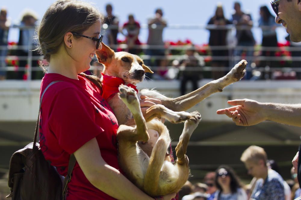 III Feria del Bienestar Animal en Valencia