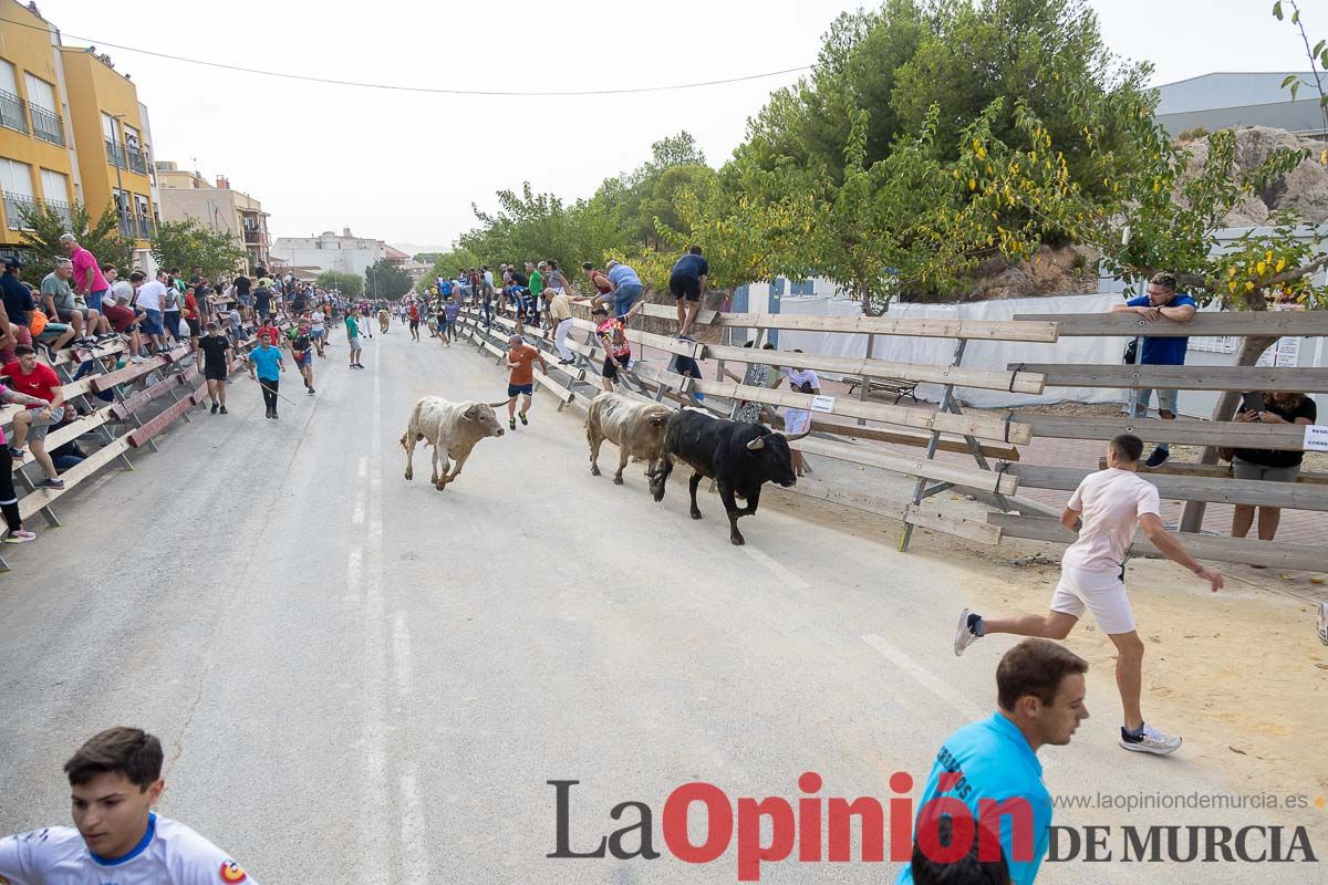 Segundo encierro de la Feria Taurina del Arroz en Calasparra