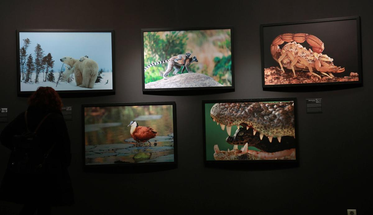 45 especies de animales exponen su maternidad  crianza