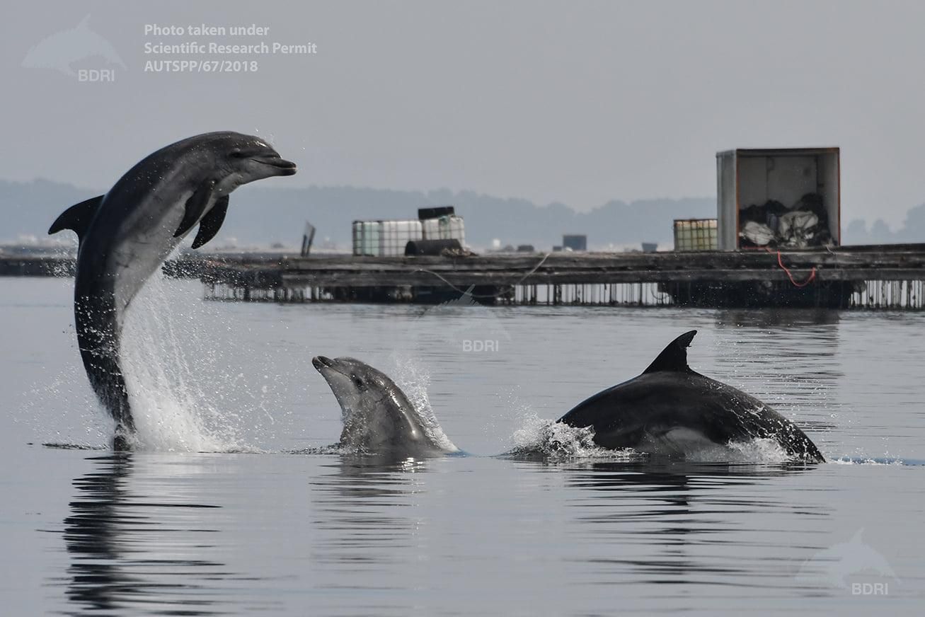 Los delfines también forman parte de la Reserva Ornitológica.