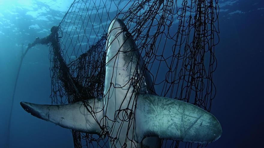 Los tiburones del Mediterráneo se extinguen: las recomendaciones de los científicos para evitarlo