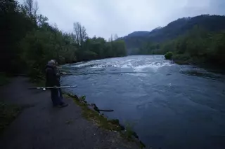 ¿Por qué el campanu no salió en Asturias? Los pescadores culpan al cambio climático: "El ciclo del salmón está cambiando"
