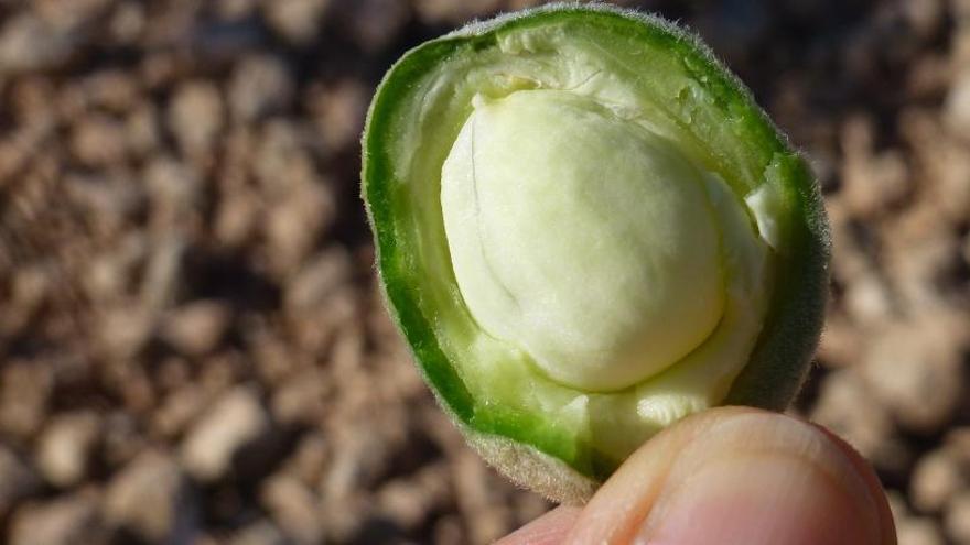 La almendra del Mañán inspira una nueva línea de belleza internacional