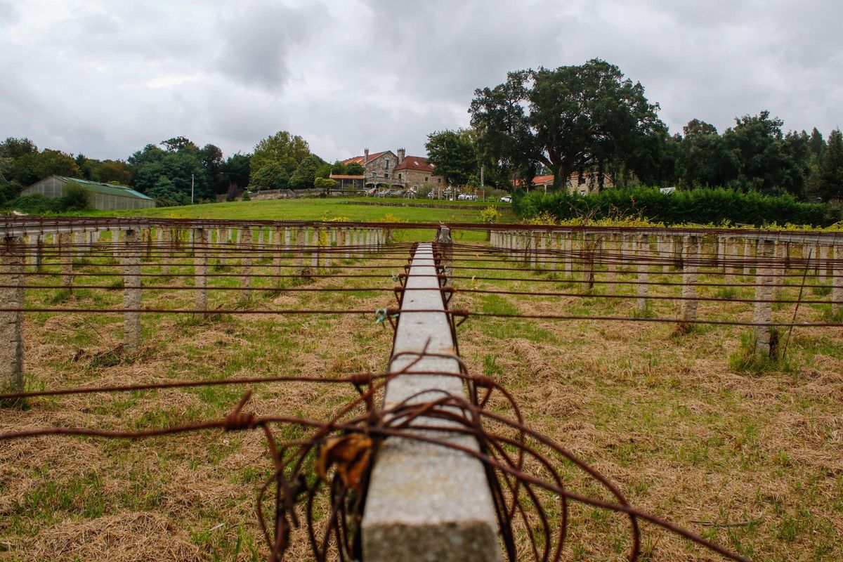 El Pazo Vista Real mantendrá una zona pequeña de viñedo para usos formativos.