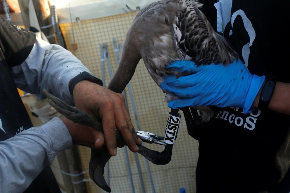 Volunteers hold a flamingo chick as it is fitted ...