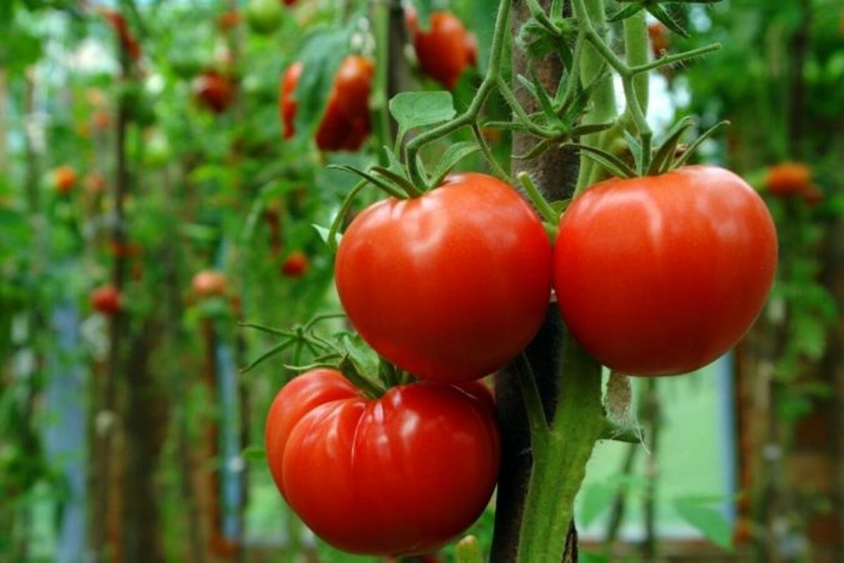 El tomate ayuda a evitar el desarrollo de diferentes enfermedades a nivel cardiovascular.