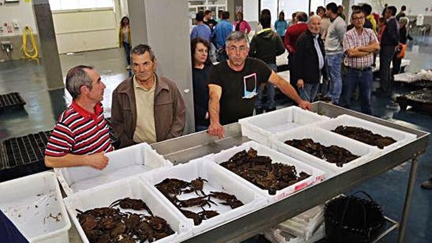 Instantes previos a una subasta de nécoras en una lonja gallega.