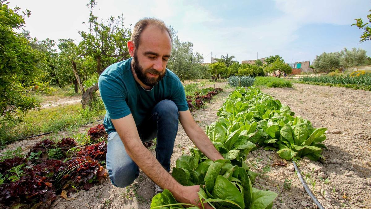 Un vecino recoge su cultivo en un huerto de Petrer.