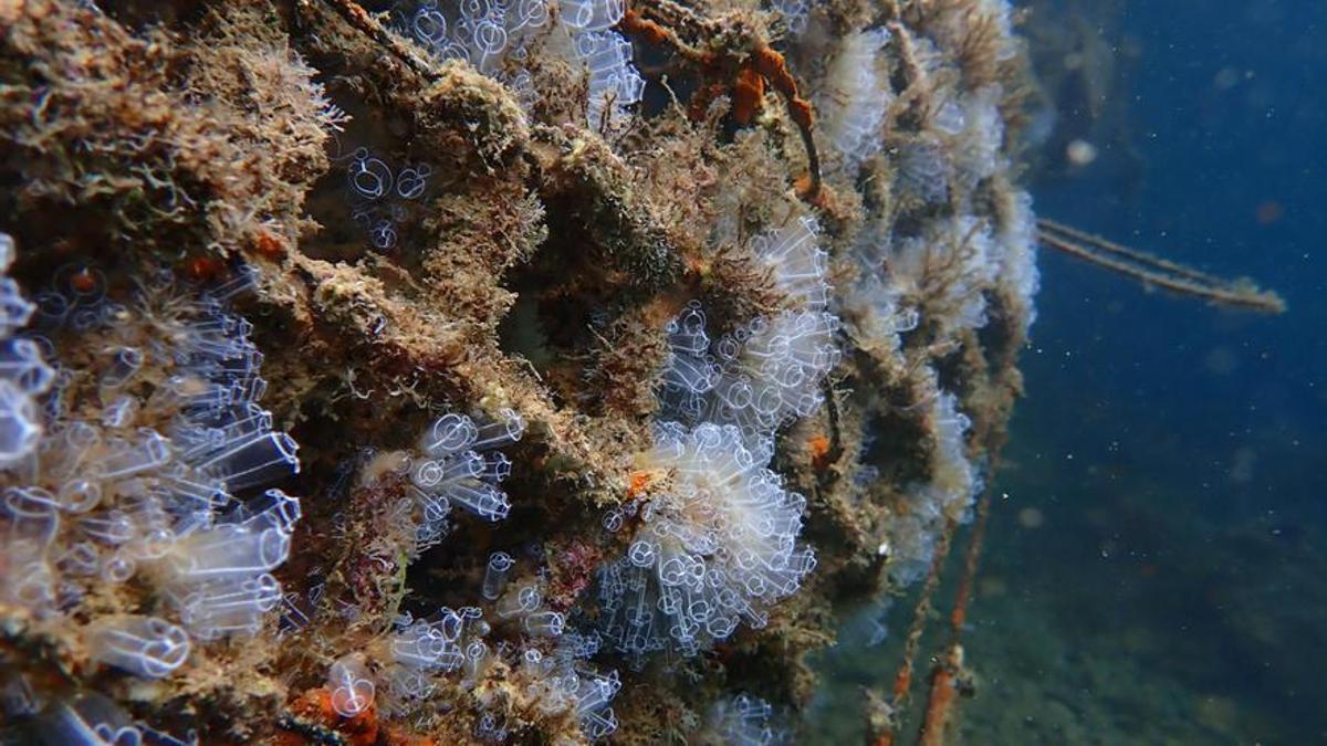 Estructura marina de Ocean Ecostructures con biodiversidad recuperada.