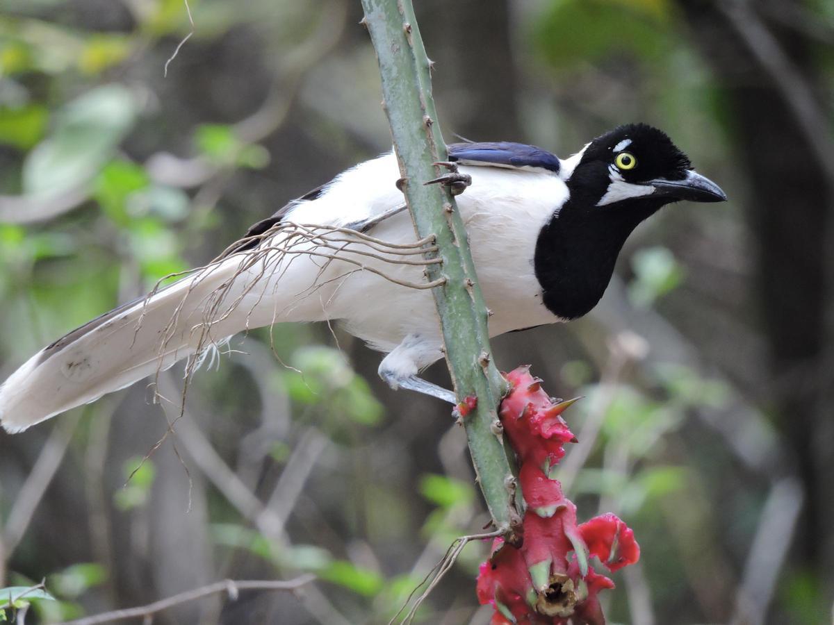 Los bosques tropicales secos del  suroeste de Ecuador, son uno de los ecosistemas más amenazados del planeta.