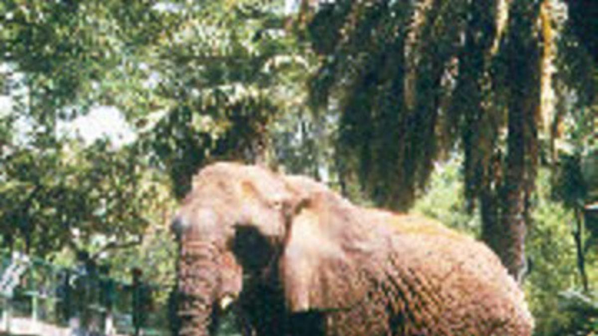 Una de las dos elefantas que tenía hasta hoy el Zoo de Barcelona.