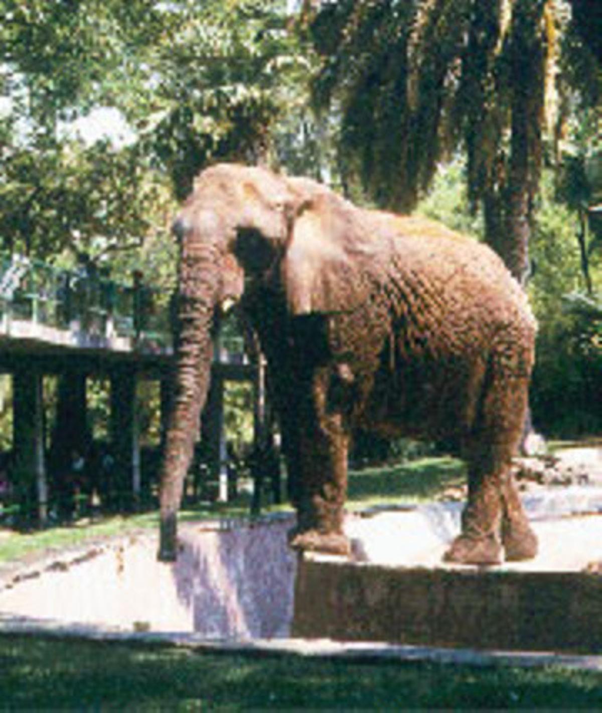 Una de les dues elefantes que tenia fins avui el Zoo de Barcelona. Una de les dues elefantes que tenia fins avui el Zoo de Barcelona.