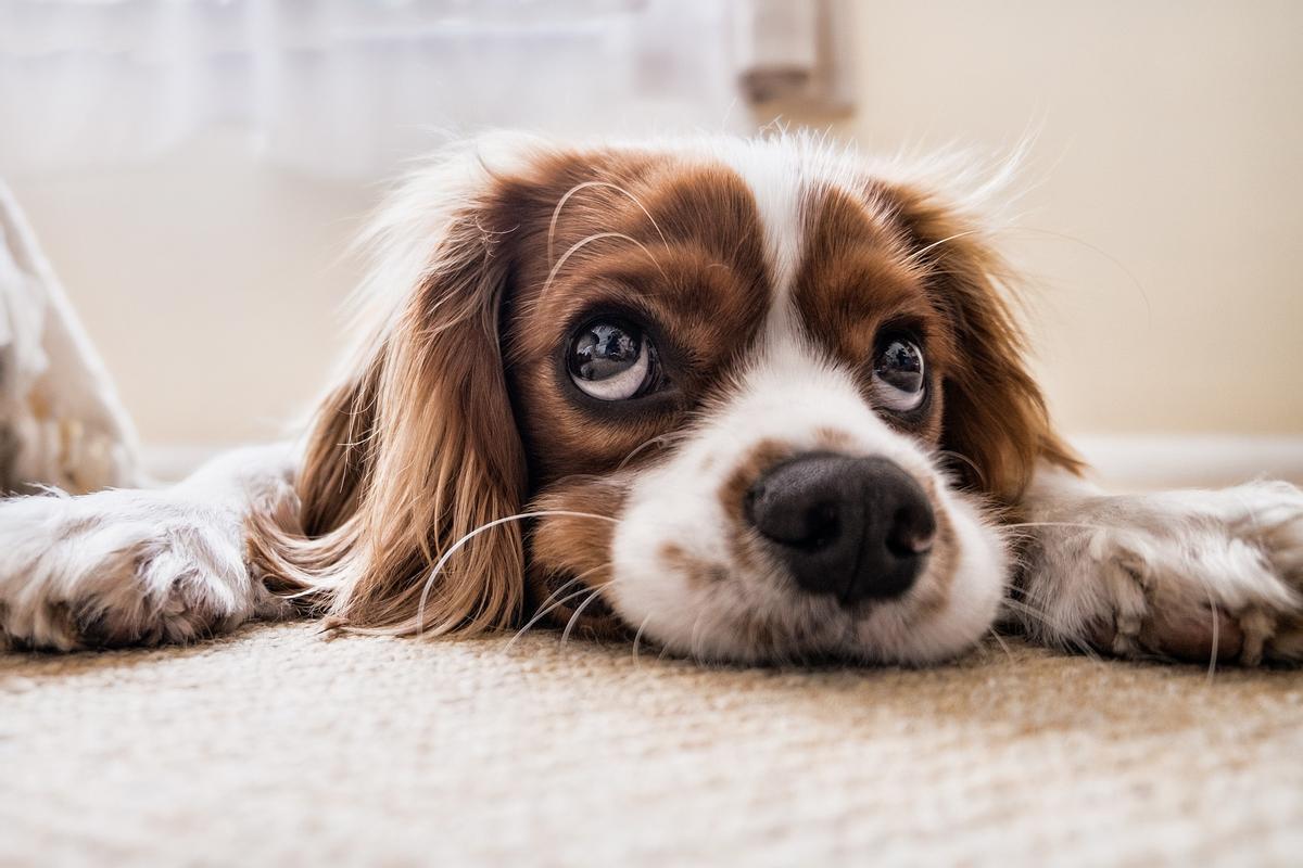 Cómo quitar los pelos de las mascotas de la tapicería.