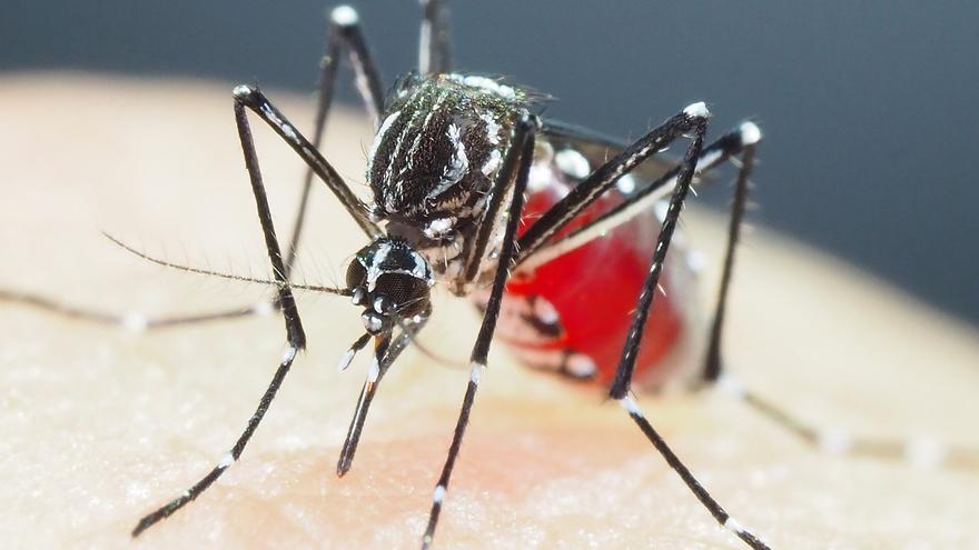 Descubren que los mosquitos están desarrollando resistencia a los insecticidas