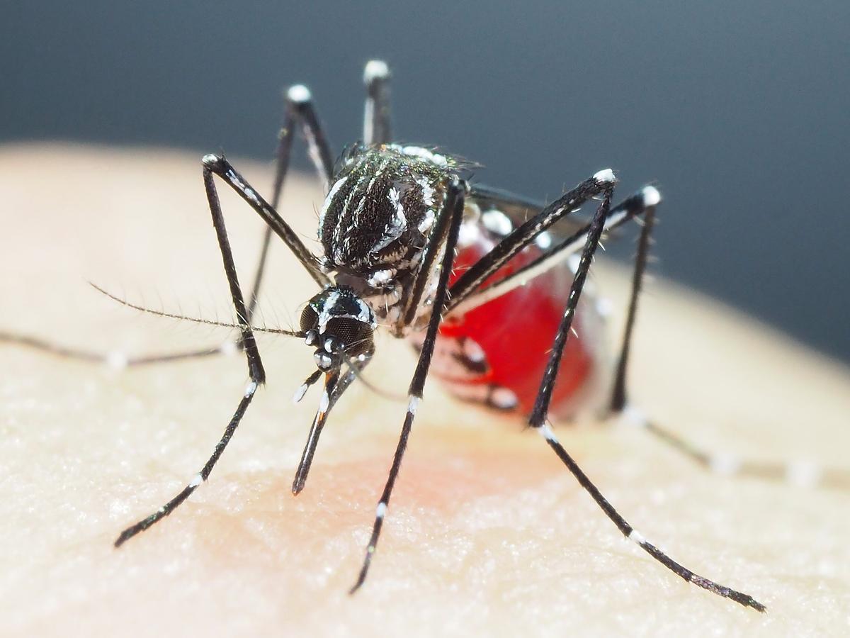 Descubren que los mosquitos desarrollan resistencia a los insecticidas
