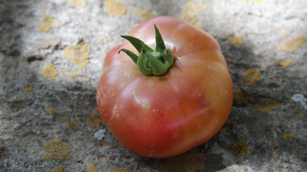 Die Ramallet-Tomate kann den Sommer über schon frisch auf das &quot;pa amb oli&quot; gerieben werden.