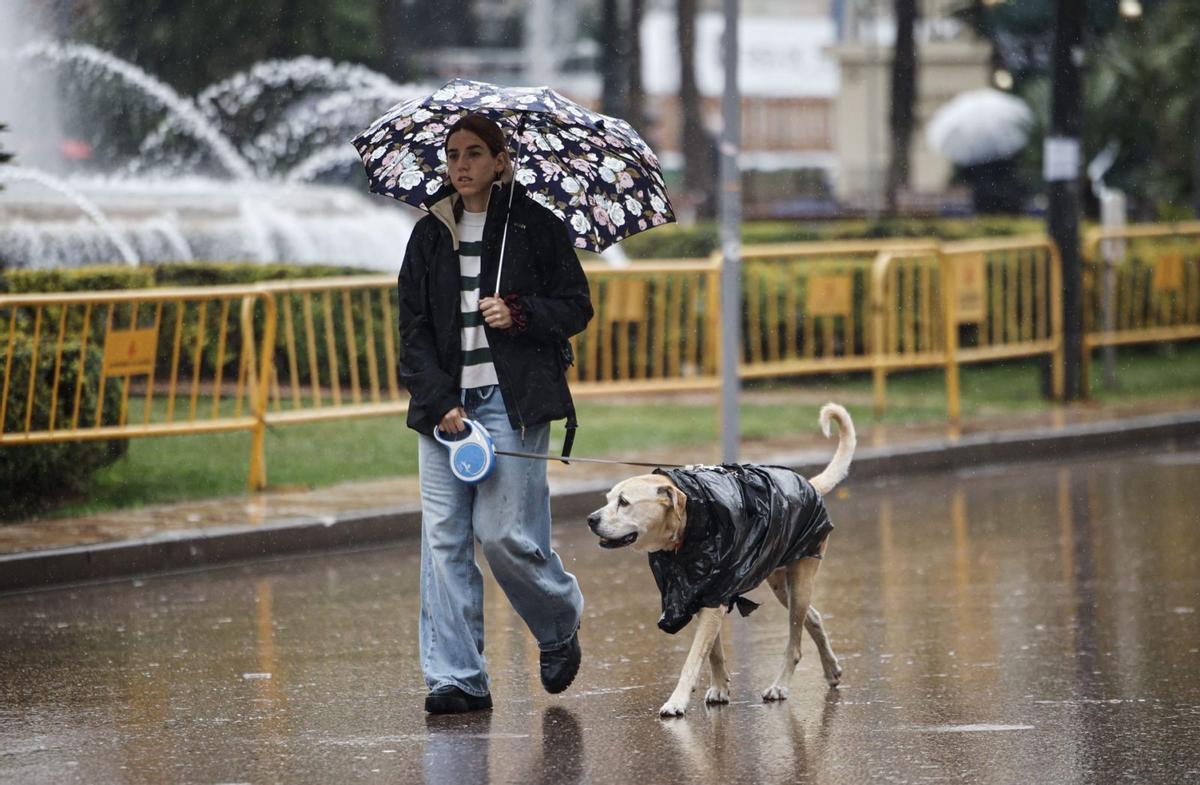 En Málaga hay más perros que gatos.