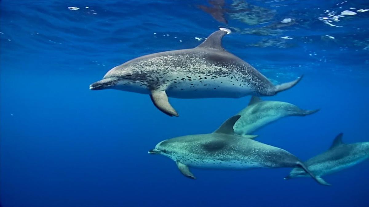 El delfín moteado