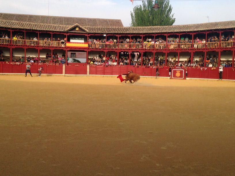 Fiestas Toro: Encierro urbano y suelta de vaquilla