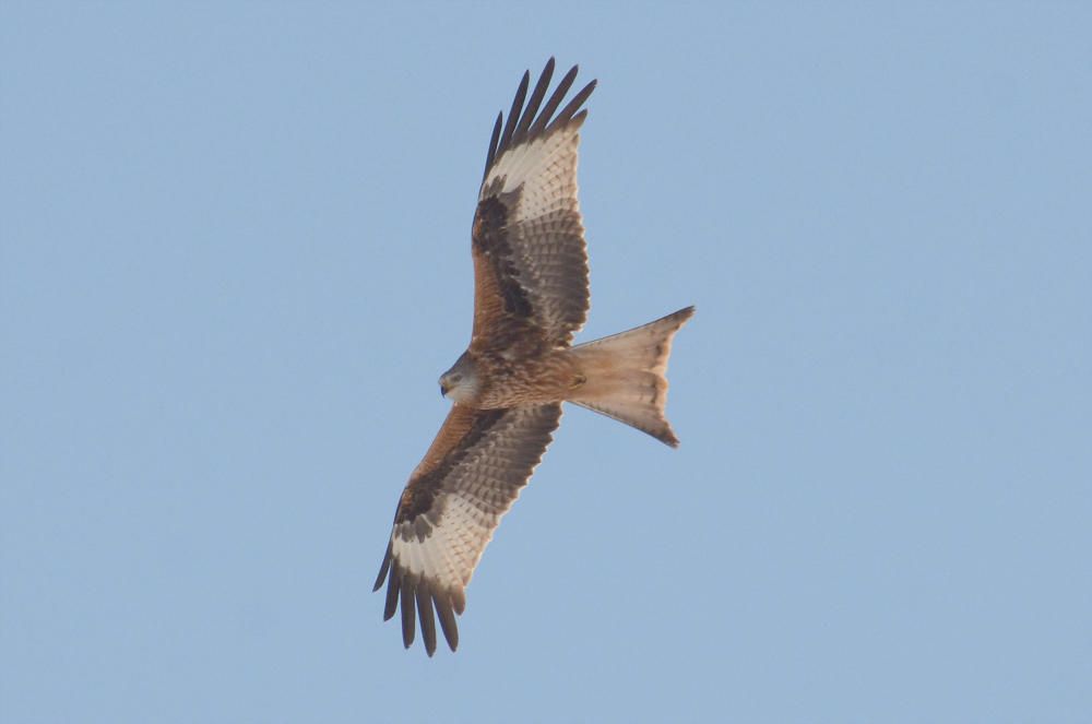 Vögel auf Mallorca