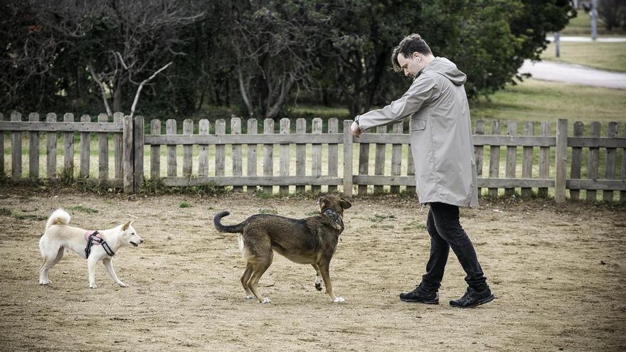 De custodia compartida a pagar una pensión: así son los divorcios con mascotas