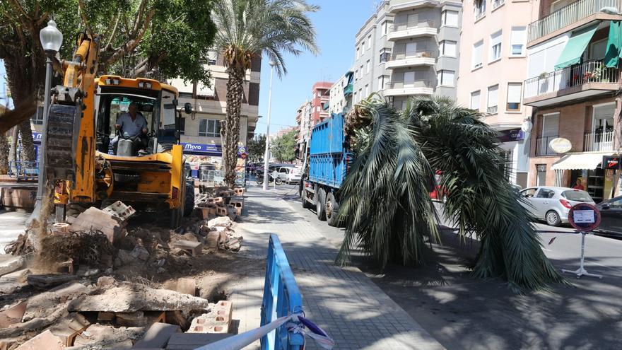 Retiran media docena de palmeras de un parque de Elche para reformarlo