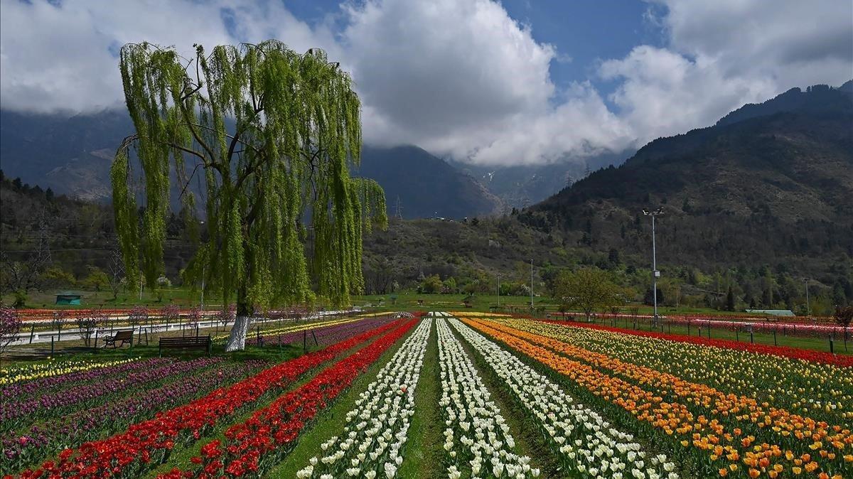 Campos de tulipanes en los alrededoresde Srinagar, en la India.