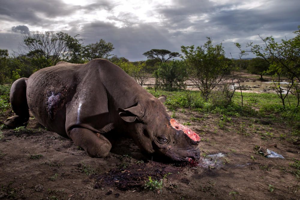 Un rinoceronte negro, asesinado y mutilado para cogerle el marfil en la Reserva Hluhluwe Umfolozi de Suráfrica. Brent Stirton es el autor de la foto.