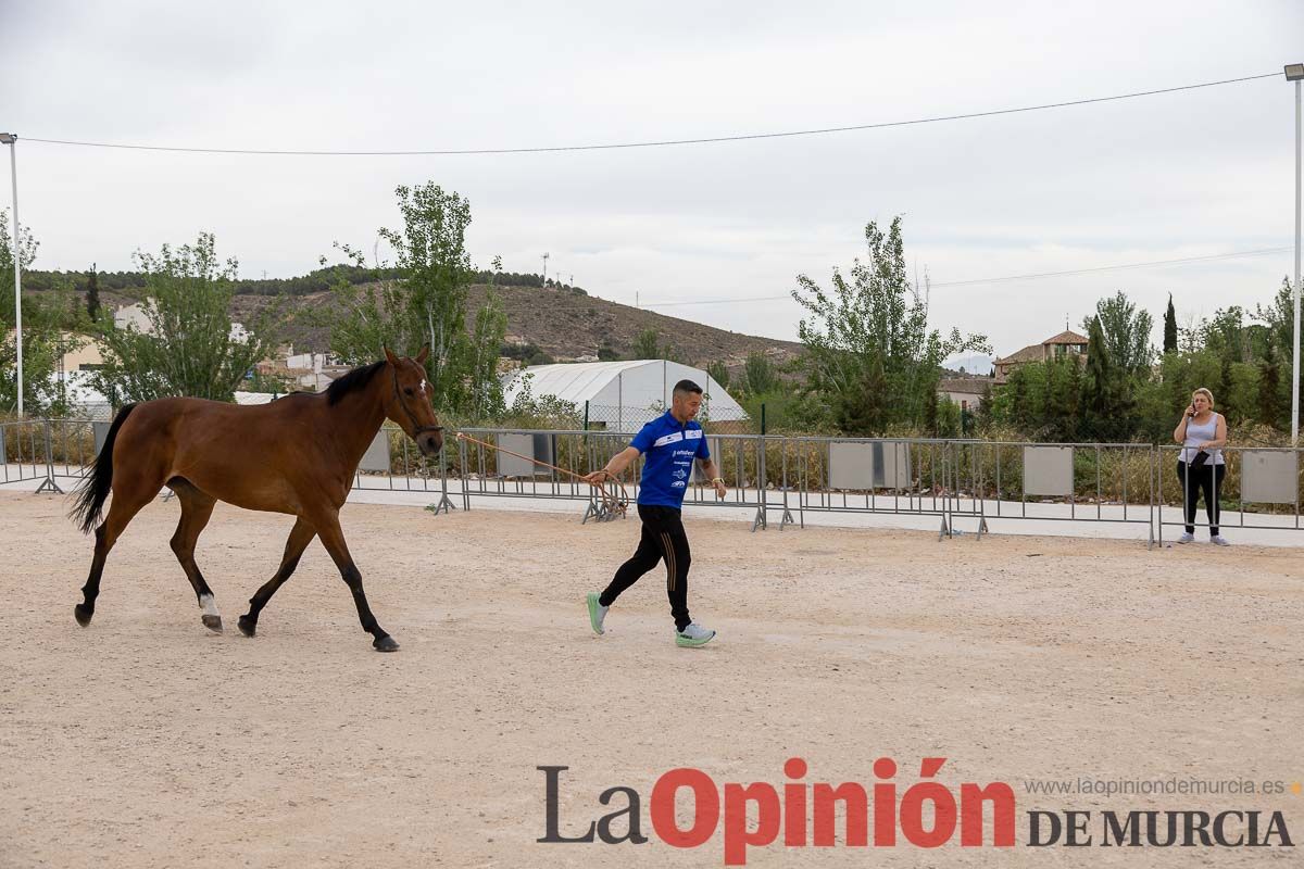 Control veterinario de los Caballos del Vino en Caravaca