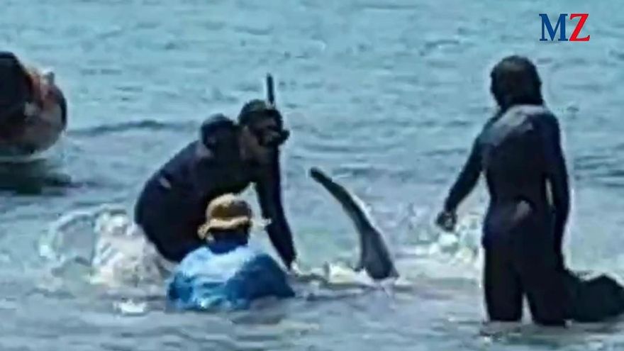 Mitarbeiter des Palma Aquariums eilen einem am 7.6.2025 gestrandeten Teufelsrochen am Strand von Illetes zur Hilfe.