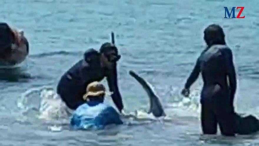 Vom Aussterben bedrohte Art: Teufelsrochen stirbt an beliebtem Badestrand auf Mallorca