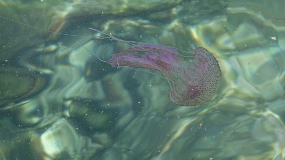 Las medusas invaden la costa de Cala Vinyes