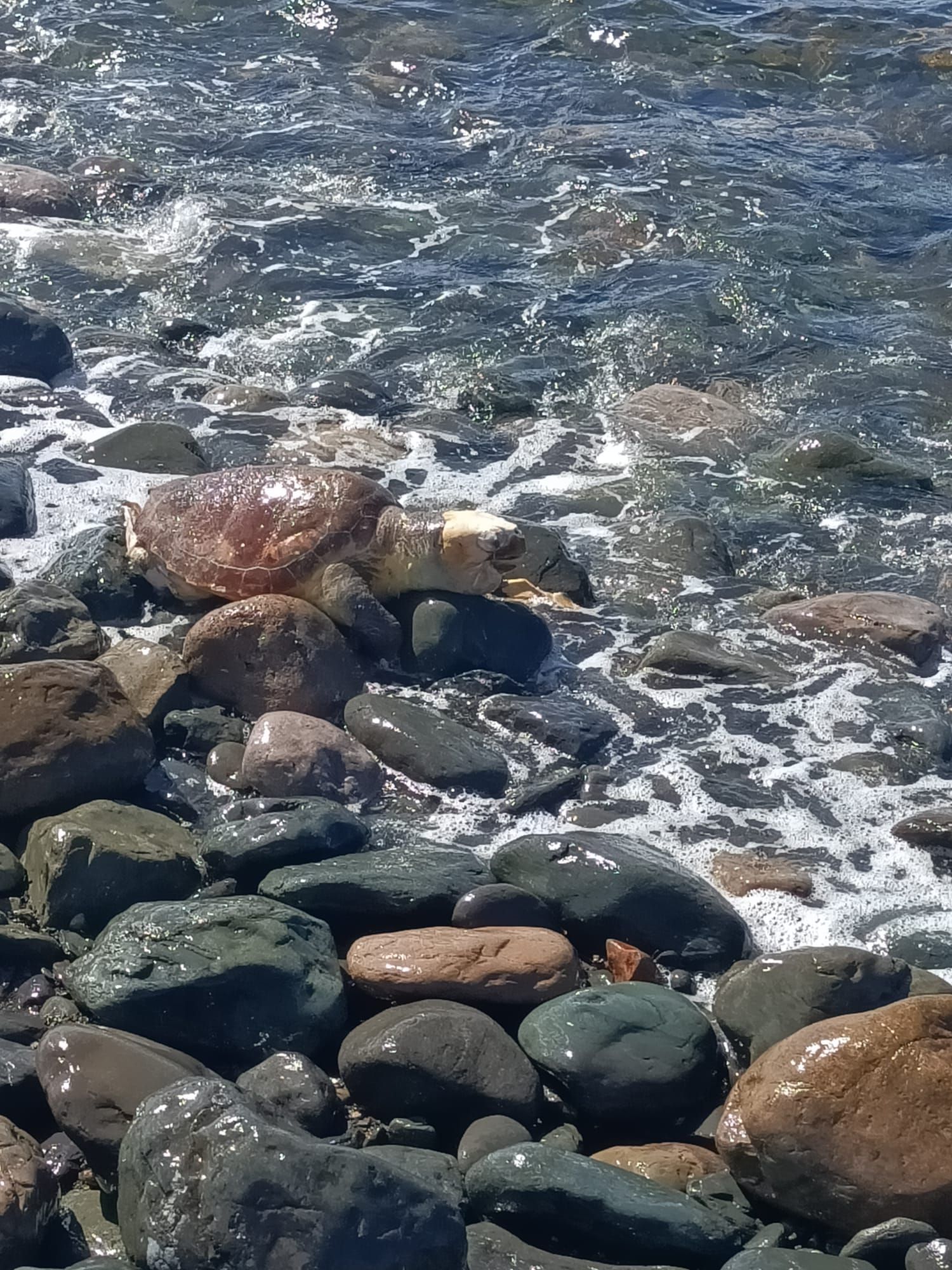 Localizan a una tortuga muerta en el sur de Gran Canaria