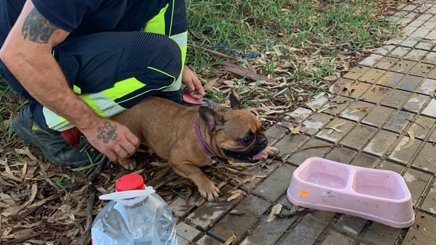 Rescatan a dos perros encerrados en una furgoneta en Sant Josep