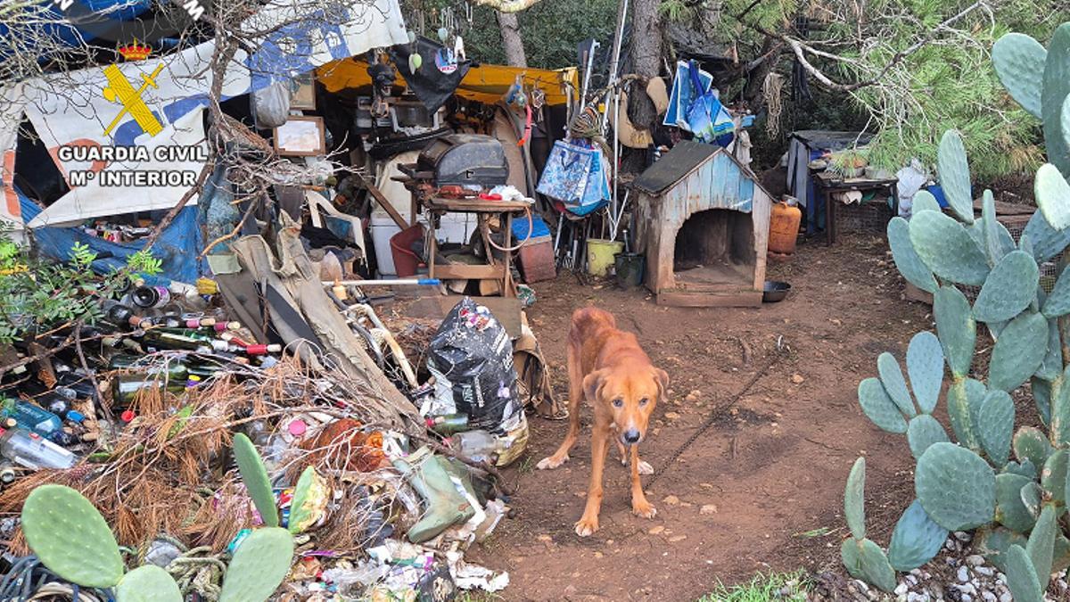 El perro abandonado, atado con una cadena y rodeado de basura en una finca de es Mercadal.