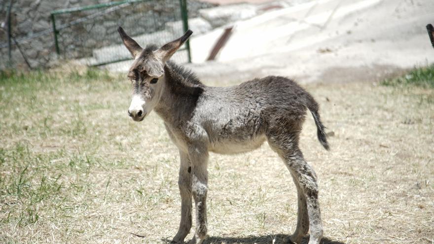 ¡Ya el burro me enderezó la carga!