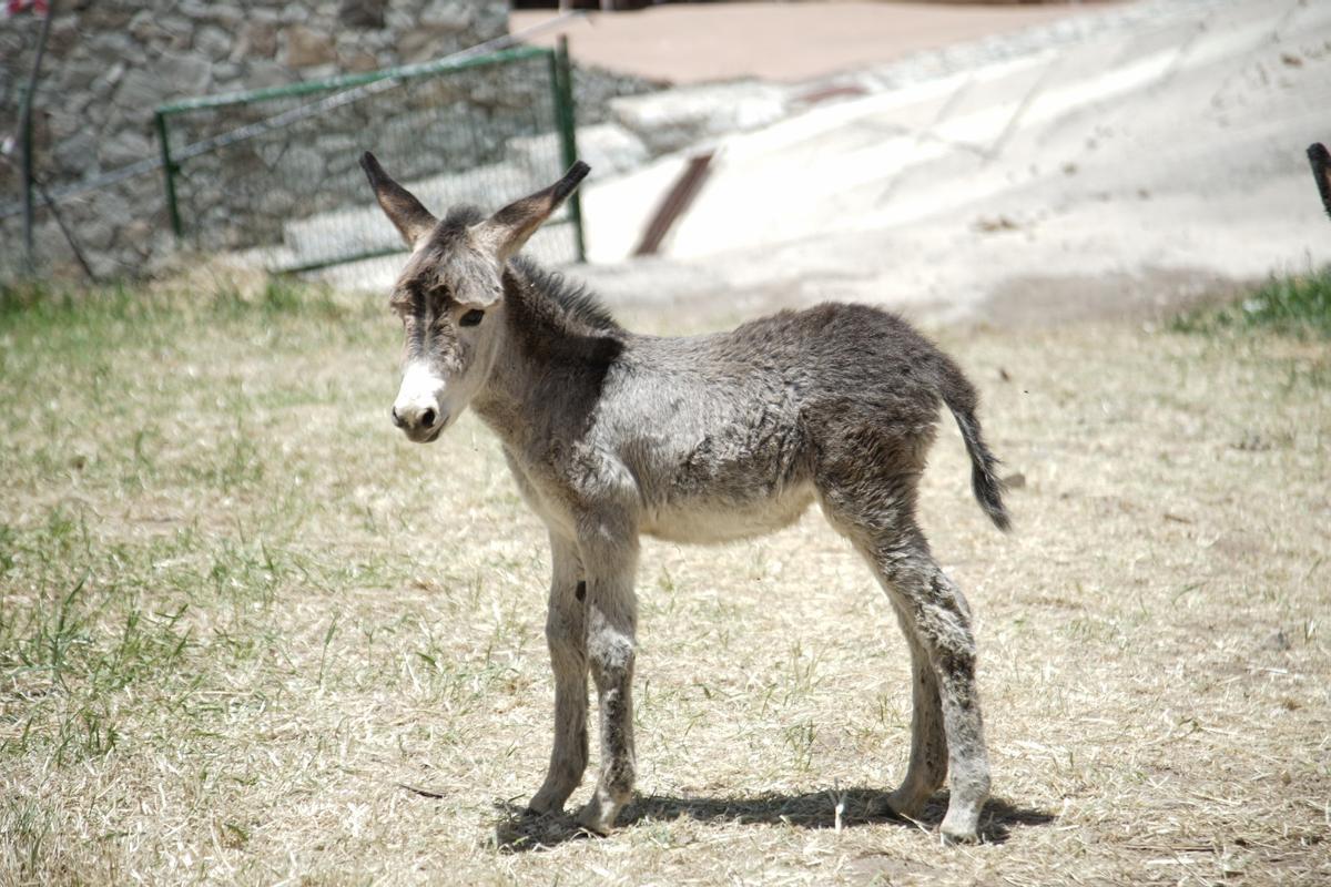 Burro bebé en una edición pasada de la Feria de La Culata