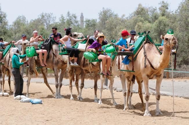 Reportaje excursiones con camellos en las Dunas ...