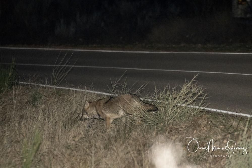 Los lobos se pasean por el asfalto en Sanabria