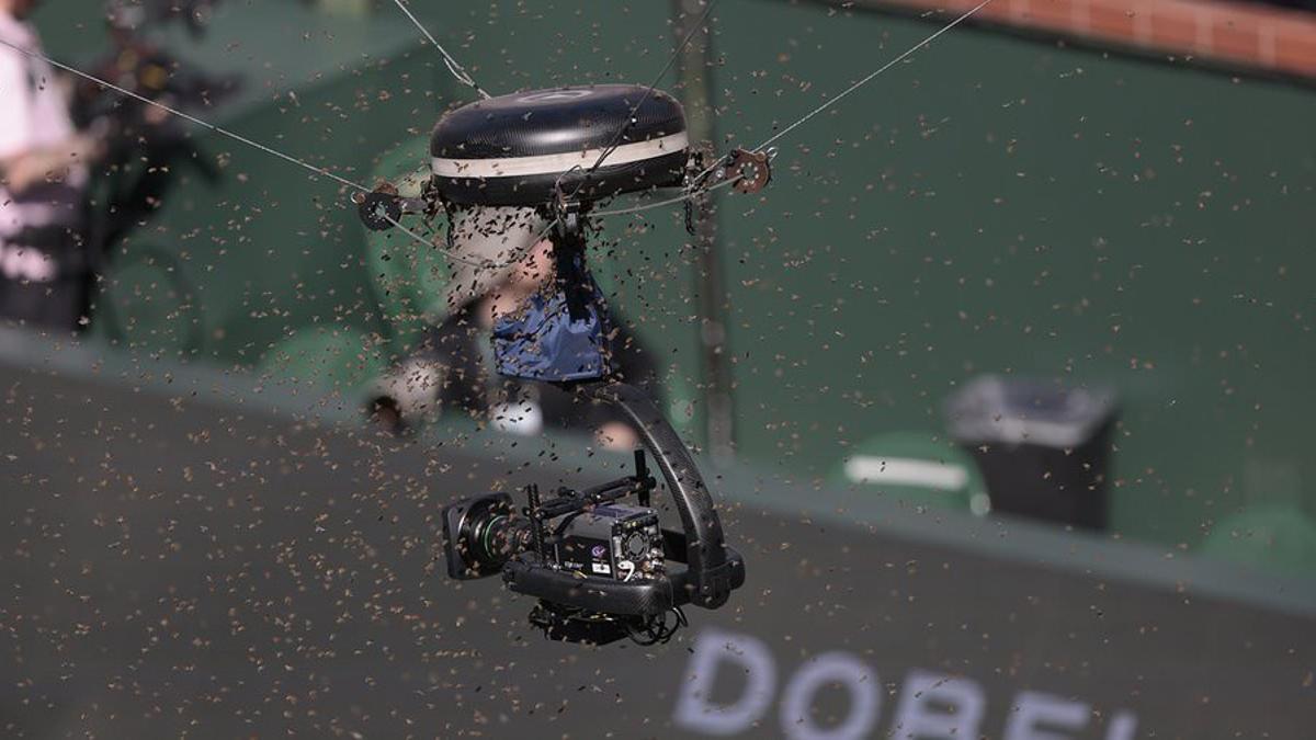 Abejas alrededor de una cámara en la pista del Alcaraz-Zverev de Indian Wells.