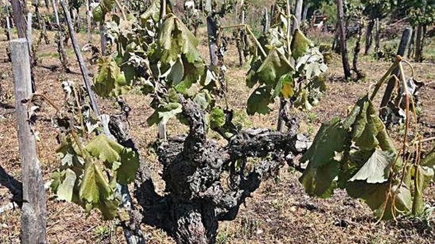 Viñas afectadas por las heladas en la zona de O Ribeiro en 2017.