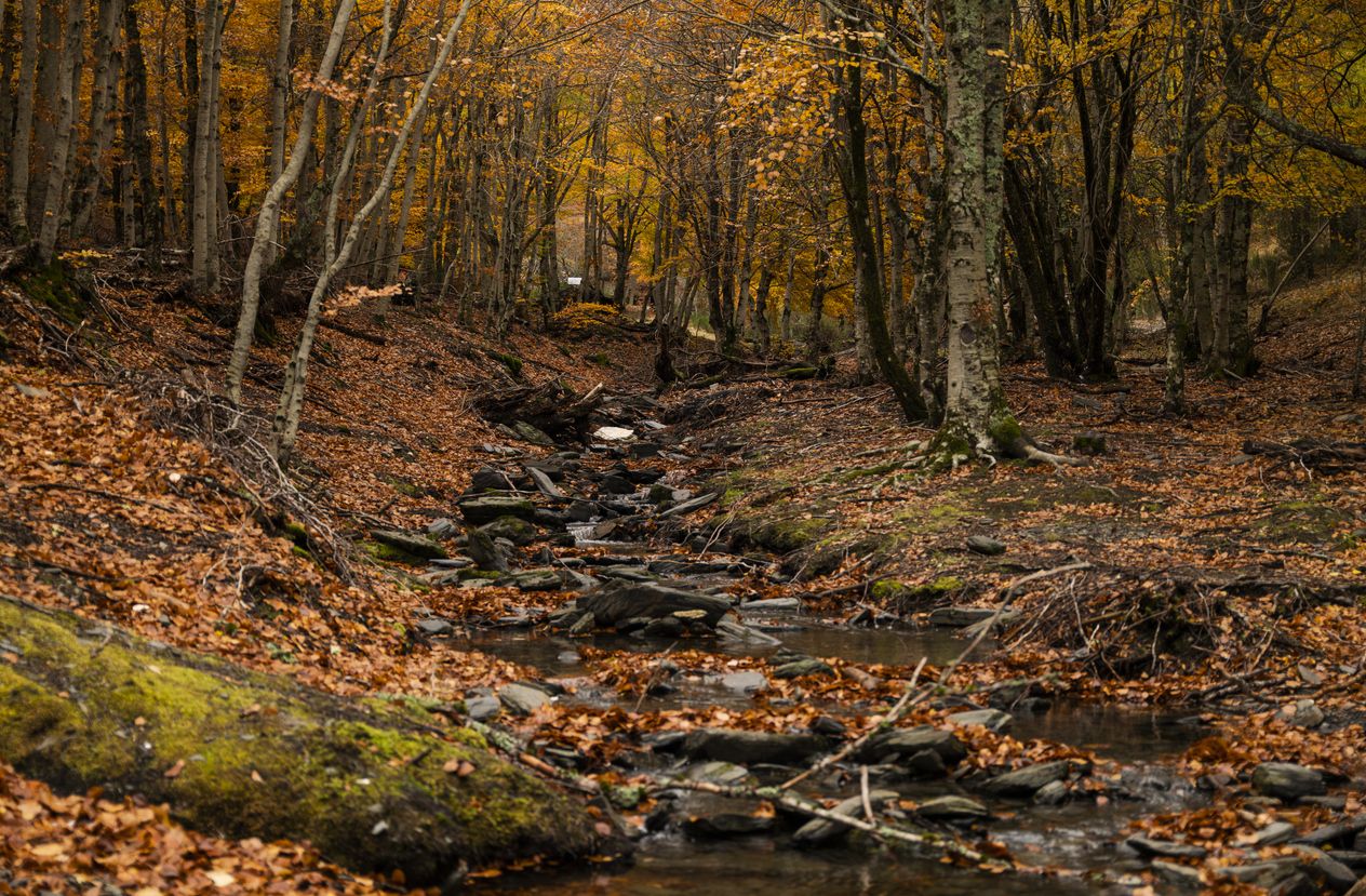 El Hayedo de la Tejera Negra en Cantalojas
